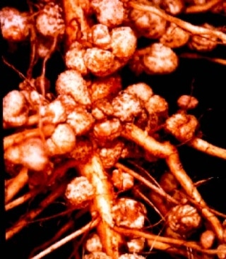 Micronaturale: Fissazione dell’azoto atmosferico da parte dei simbionti delle&nbsp;leguminose