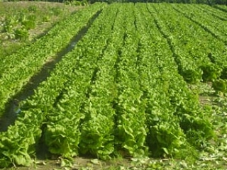 La coltivazione MICRONATURALE di lattuga Romana. Utilizzo di zeolitite a chabasite e chabasite&nbsp;microbica