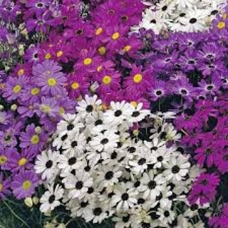 La coltivazione MICRONATURALE di Brachycome&nbsp;iberidifolia