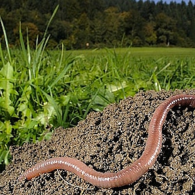 Micronaturale: le caratteristiche generali dell’humus
