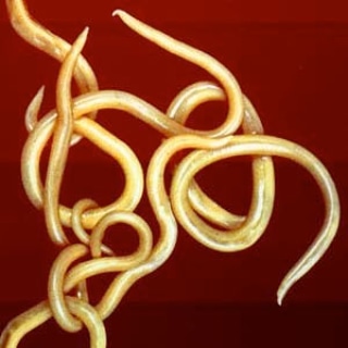 Micronaturale: I nematodi