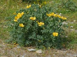 La coltivazione MICRONATURALE di Glacium&nbsp;flavum