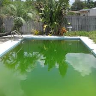 Micronaturale: perché si formano le&nbsp;alghe?