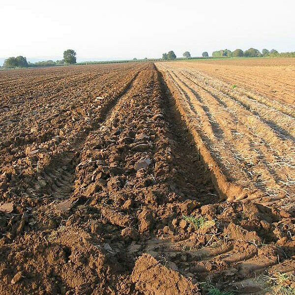 Micronaturale: il terreno in&nbsp;tempera