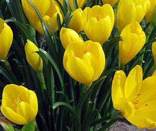 La coltivazione MICRONATURALE di Sternbergia&nbsp;lutea