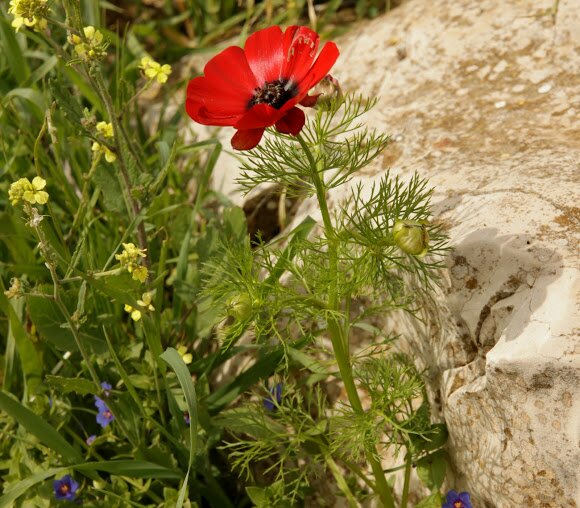 La coltivazione MICRONATURALE di Adonis&nbsp;autumnalis