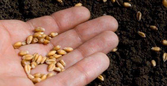 MICRONATURALE: LA SPERMOSFERA