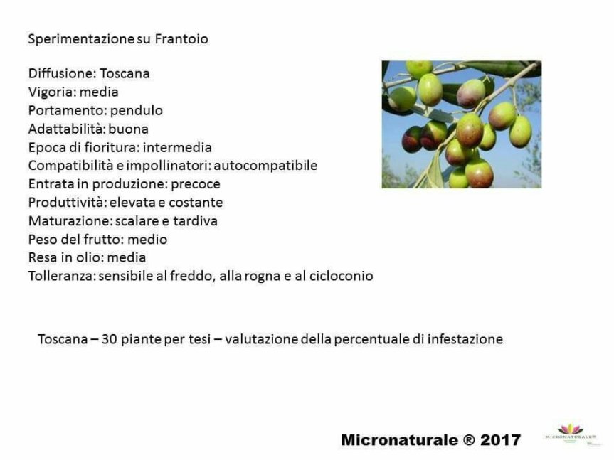 Micronaturale: Valutazione di prodotti di sintesi, naturali e film protettivi (caolino, clinoptilolite e chabasite) per la difesa della mosca dell’olivo