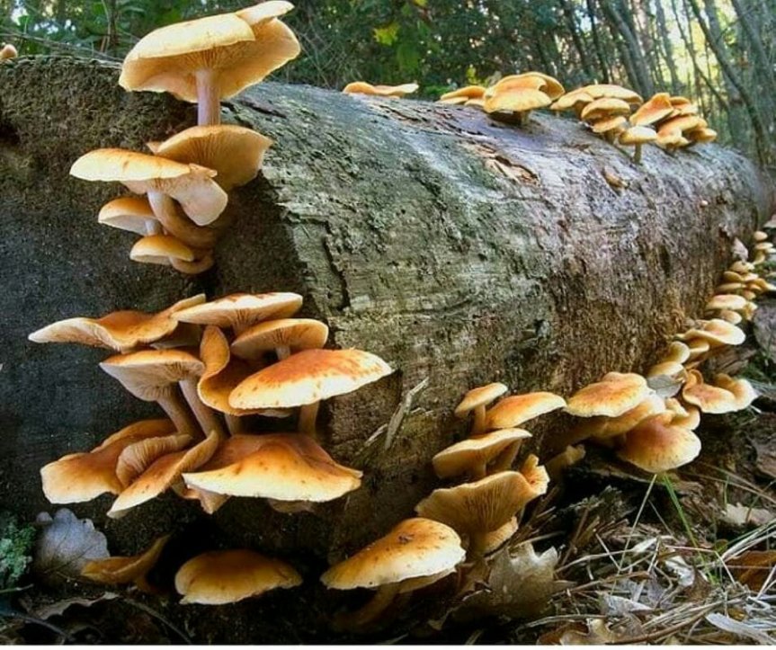 Micronaturale: la nutrizione e la fisiologia dei&nbsp;funghi
