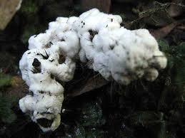 Micronaturale: Uso di Beauveria Bassiana in&nbsp;agricoltura