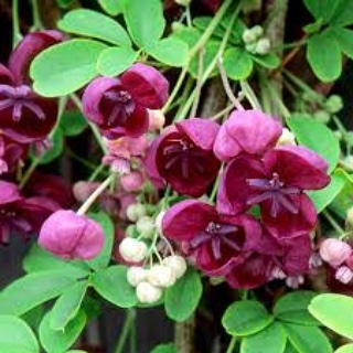 La coltivazione MICRONATURALE di Akebia quinata – TECNICHE INNOVATIVE ...