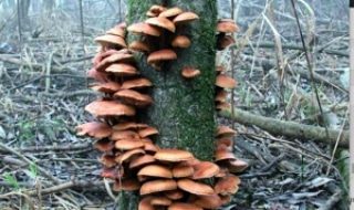 Micronaturale: il parassitismo e la riduzione&nbsp;genomica