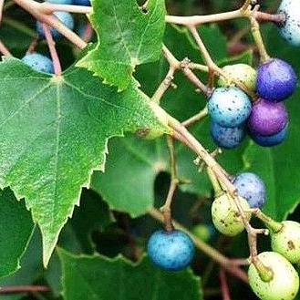 La coltivazione MICRONATURALE di Ampelopsis&nbsp;japonica