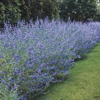 La coltivazione MICRONATURALE di Caryopteris&nbsp;incana