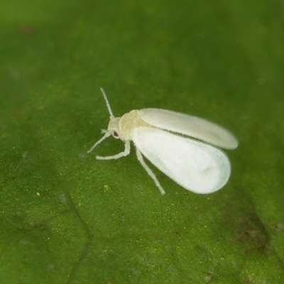 Il controllo Micronaturale dell’aleurodide