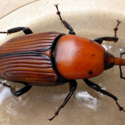 Micronaturale: il controllo del punteruolo rosso con mezzi&nbsp;biologici