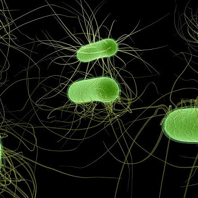 Micronaturale: INFLUENZA DEGLI ORGANISMI VIVENTI SULLE PROPRIETÀ DEL SUOLO (AZIONI&nbsp;CHIMICHE)