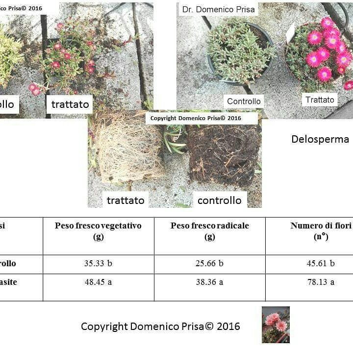 MICRONATURALE: LA COLTIVAZIONE INNOVATIVA DI&nbsp;DELOSPERMA