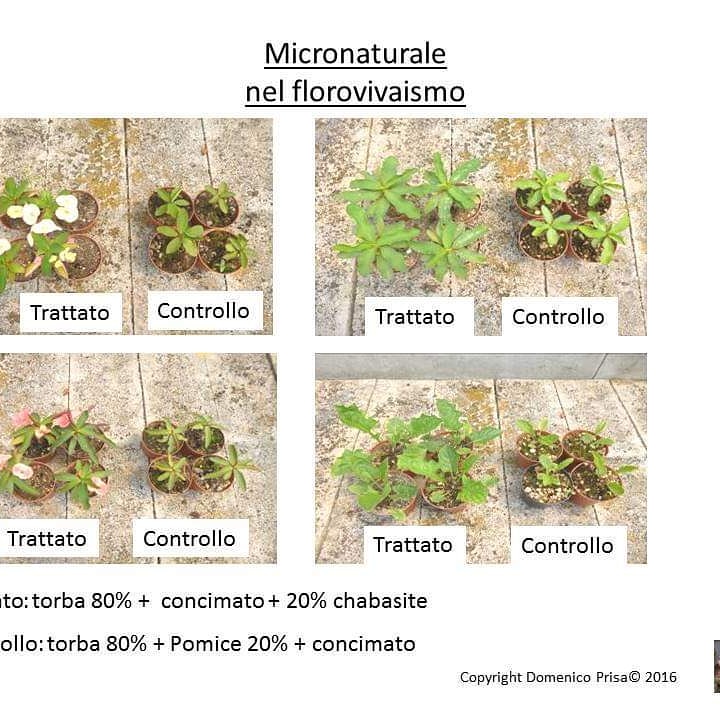 MICRONATURALE: LA COLTIVAZIONE INNOVATIVA DI GERBERA E&nbsp;IMPATIENS