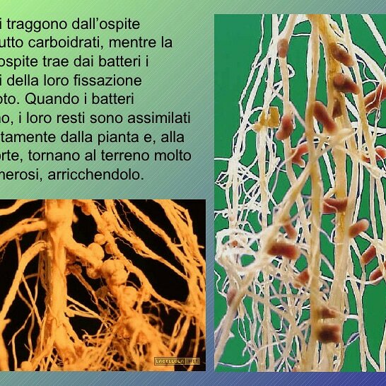MICRONATURALE: LA FISSAZIONE DELL’AZOTO MOLECOLARE