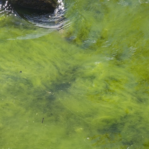 Micronaturale: L’ EUTROFIZZAZIONE CHE COSA&nbsp;È?