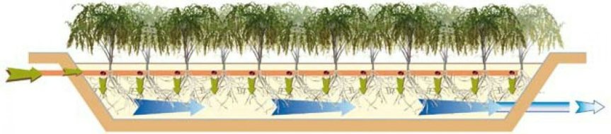 Micronaturale: La degradazione con l’uso delle piante e i tipi di&nbsp;fitorisanamento