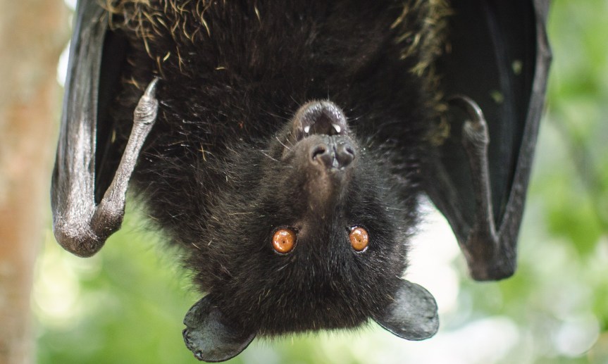 Micronaturale: I pipistrelli nel controllo della cimice&nbsp;asiatica