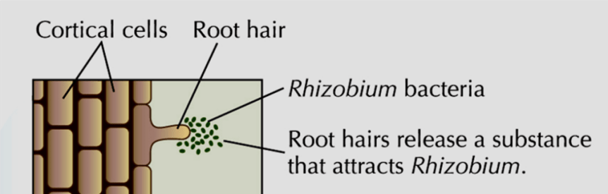 Per quale motivo un fungo simbionte micorriza la pianta? Cosa è la ceppo&nbsp;specificità?