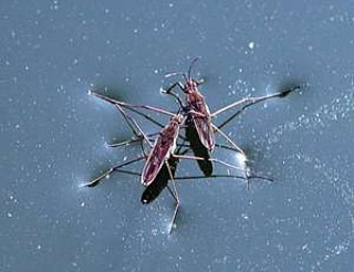 Che cosa è il&nbsp;Neuston?