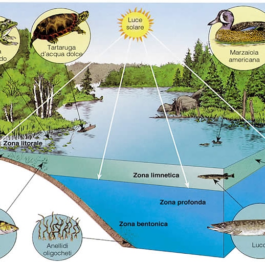 Fattori abiotici che influenzano l’attività metabolica dei microrganismi del&nbsp;suolo
