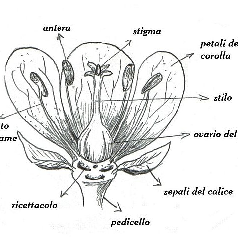 Come è fatto un&nbsp;fiore?