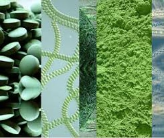 I Microrganismi come alimenti e integratori&nbsp;alimentari