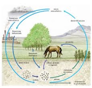 Micronaturale: LA FISSAZIONE DELL’AZOTO ATMOSFERICO