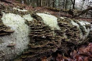 Classificazione dei gruppi ecologici fungini del&nbsp;terreno