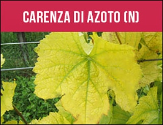 A cosa serve l’azoto nel&nbsp;terreno?
