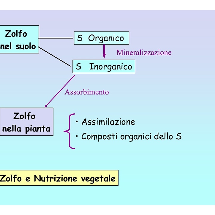 Come avviene la mineralizzazione dello zolfo&nbsp;organico?