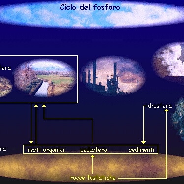 A cosa serve il fosforo nel suolo e quale è il ruolo dei microrganismi nel suo&nbsp;utilizzo?