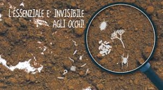 Influenza della microflora sull’assimilabilita’ dei&nbsp;microelementi