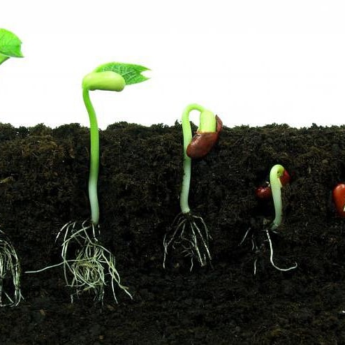 Che cosa rappresenta la germinabilità di un&nbsp;seme?