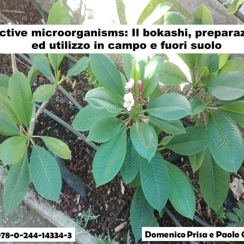 Article: Effective Microorganisms: Il bokashi, preparazione ed utilizzo in campo e fuori&nbsp;suolo