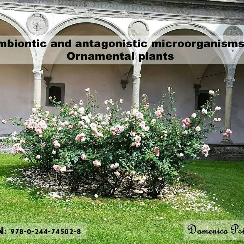 Book: Symbiotic and antagonistic microorganisms in ornamental plants – Domenico&nbsp;Prisa