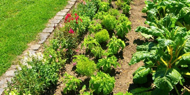 Micronaturale: SAI CHE COSA SONO LE COLTIVAZIONI&nbsp;CONSOCIATE?