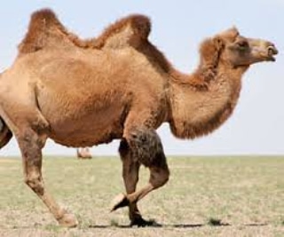 Le funzioni biologiche e biochimiche dell’acqua