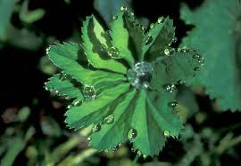 Evapotraspirazione delle piante