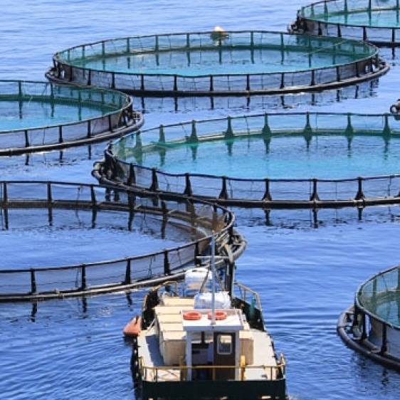 Come funziona l’acquacoltura?