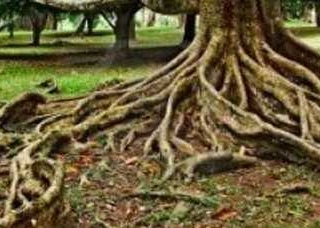 La struttura della&nbsp;radice