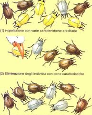 La selezione naturale
