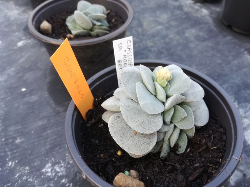 Trichoderma e la&nbsp;biostimolazione