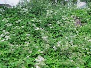 Aegopodium podagraria