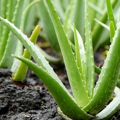 Aloe Vera e le sue&nbsp;proprietà